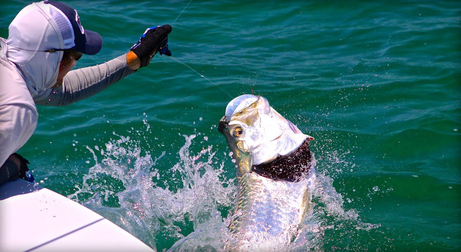 HPTarpon