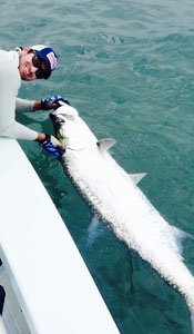 Tarpon